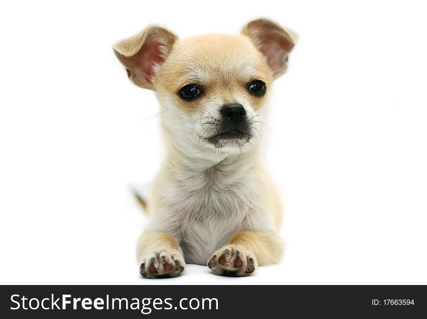 A cute little golden Chihuahua pup isolated on white background. A cute little golden Chihuahua pup isolated on white background.