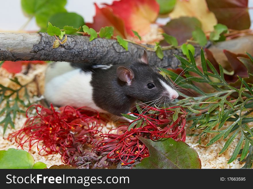 Cute black and white hooded rat hiding in colorful foliage. Cute black and white hooded rat hiding in colorful foliage.