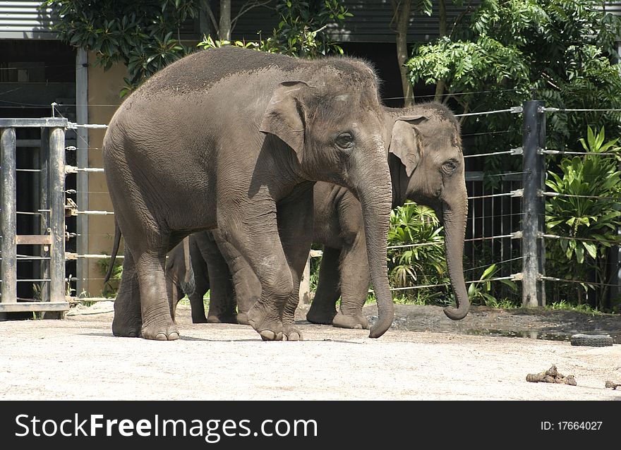 Endangered Asian Elephants are part of a zoo breeding program in Sydney, Australia.
