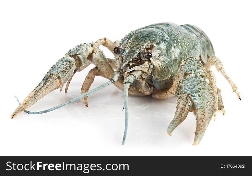 Crayfish