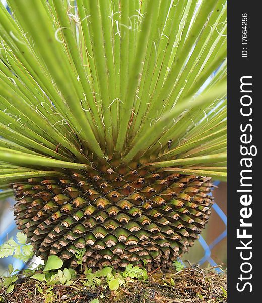 Image shows a bonsai which looks like a pineapple. Image shows a bonsai which looks like a pineapple