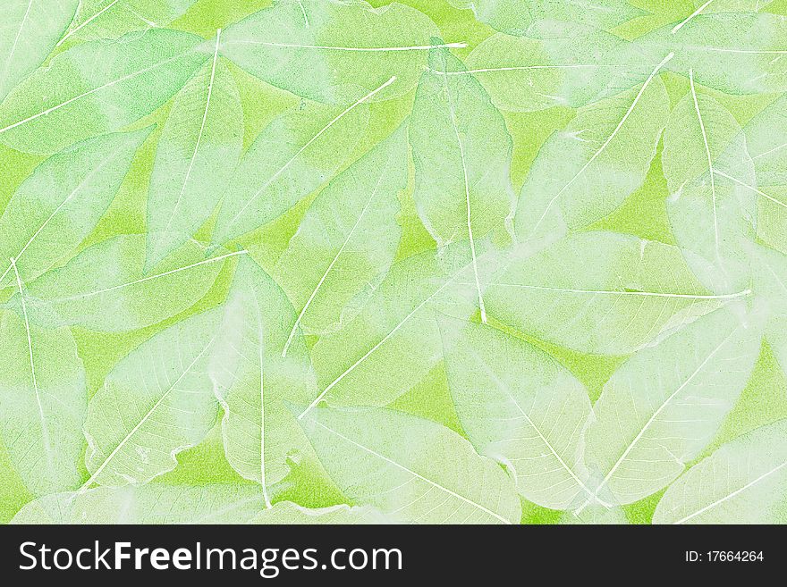 Textured light green leaf background