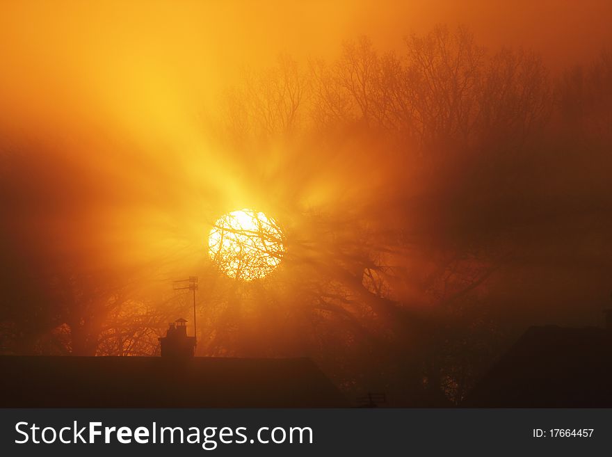 Sunrise through trees and fog in urban setting. Sunrise through trees and fog in urban setting