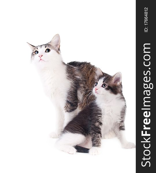 Kitten and cat isolated over white