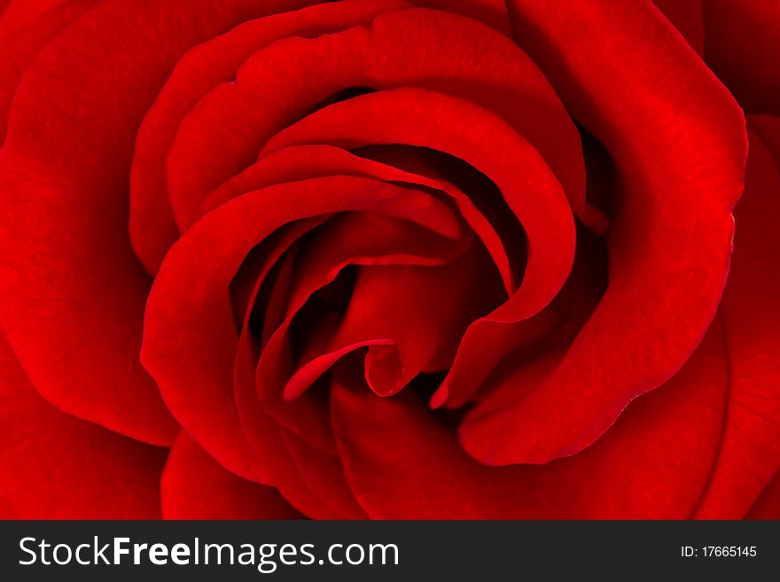 Red Rose Macro