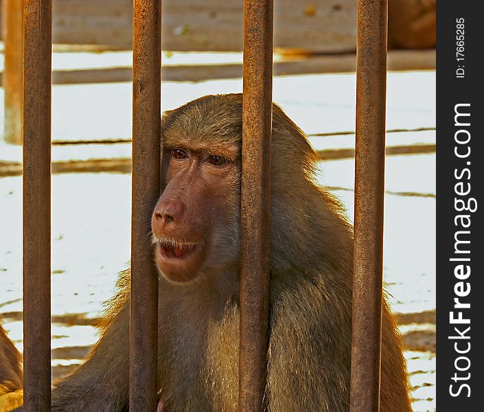 Baboon sad and hungry in the cage. Baboon sad and hungry in the cage