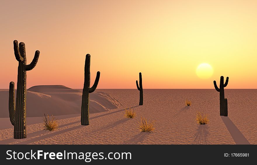 Cacti in the desert at sunset