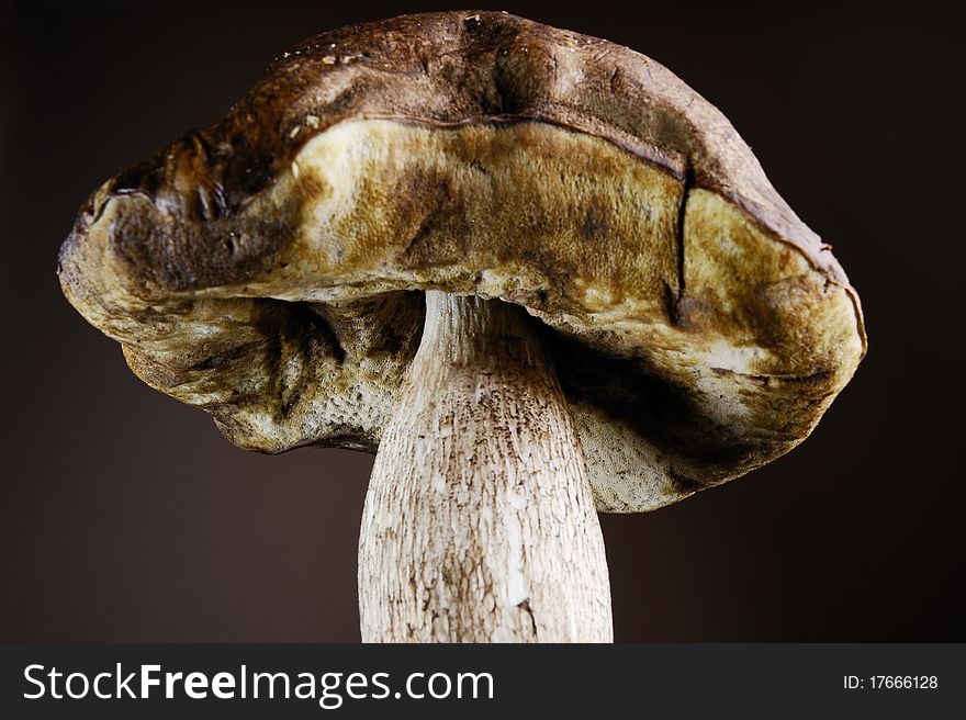 Boletus edulis, cep, mushroom isolated on grey background.