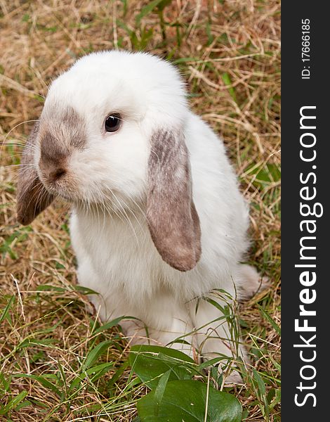 White rabbit in the grass field