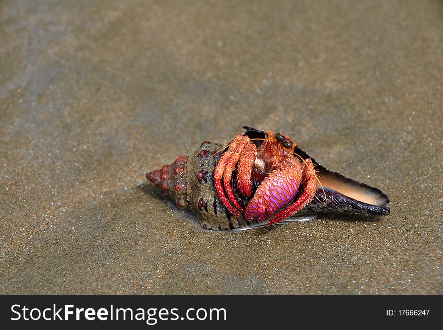 Hermit crab with the pink claw, sitting in its she