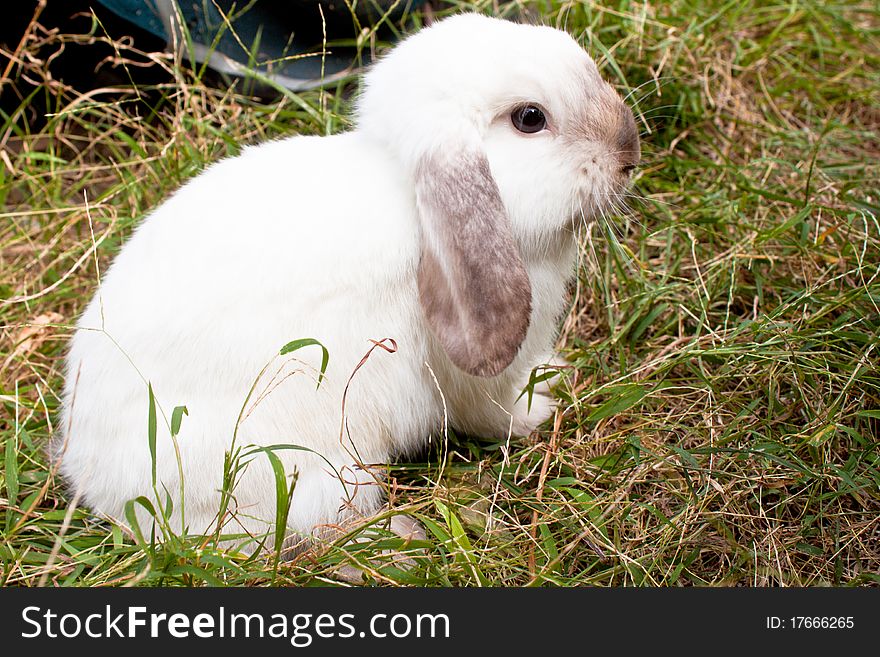 White Rabbit in the grass field