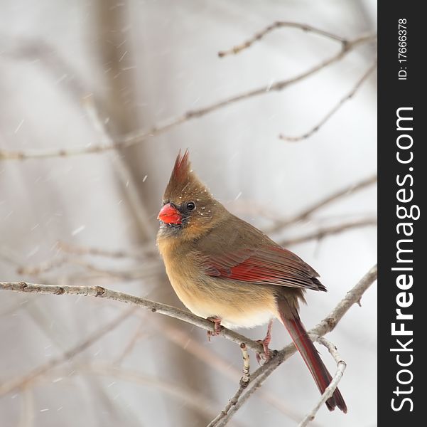 Female northern cardinal, cardinalis cardinalis, perched on a tree branch with snow falling