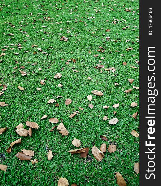 Fall leaves on green lawn