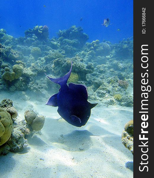 Big blue fish (Pseudoballist) in Red Sea