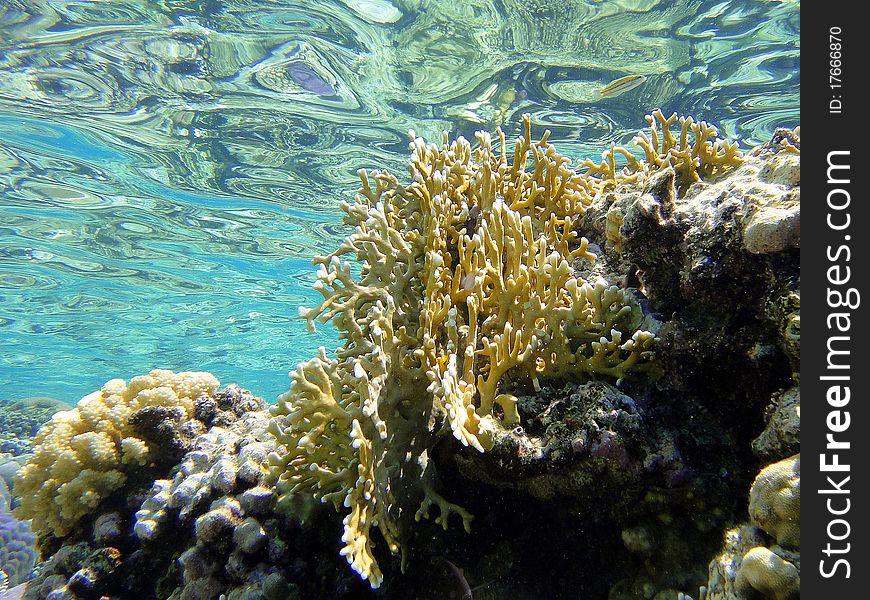 Coral (Millepora dichotoma) in Red Sea. Coral (Millepora dichotoma) in Red Sea.
