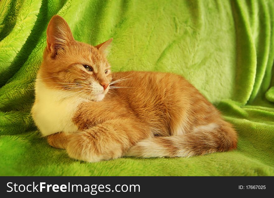 Red cat lying on green coverlet. Red cat lying on green coverlet