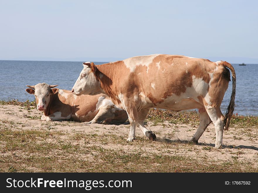 Two cows graze on the shores of Lake. Two cows graze on the shores of Lake