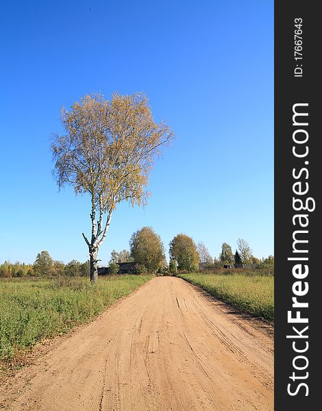 Aging birch near rural road