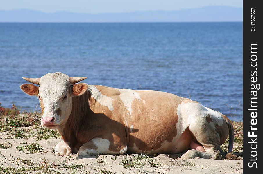 Cow On The Bank