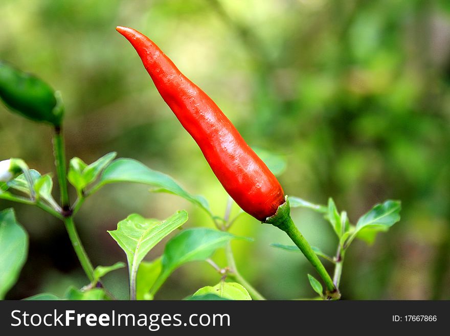 Red chili is widely used in cooking around asia to add hot to a food. A species of capsicum. Red chili is widely used in cooking around asia to add hot to a food. A species of capsicum.