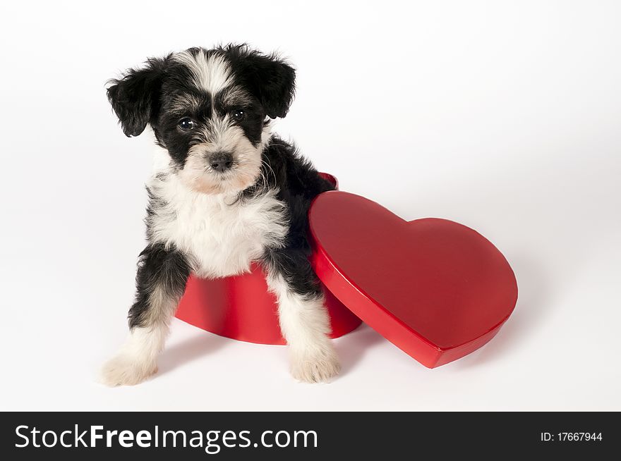 Cute Powder-puff puppy in a heart shaped gift box. Cute Powder-puff puppy in a heart shaped gift box.