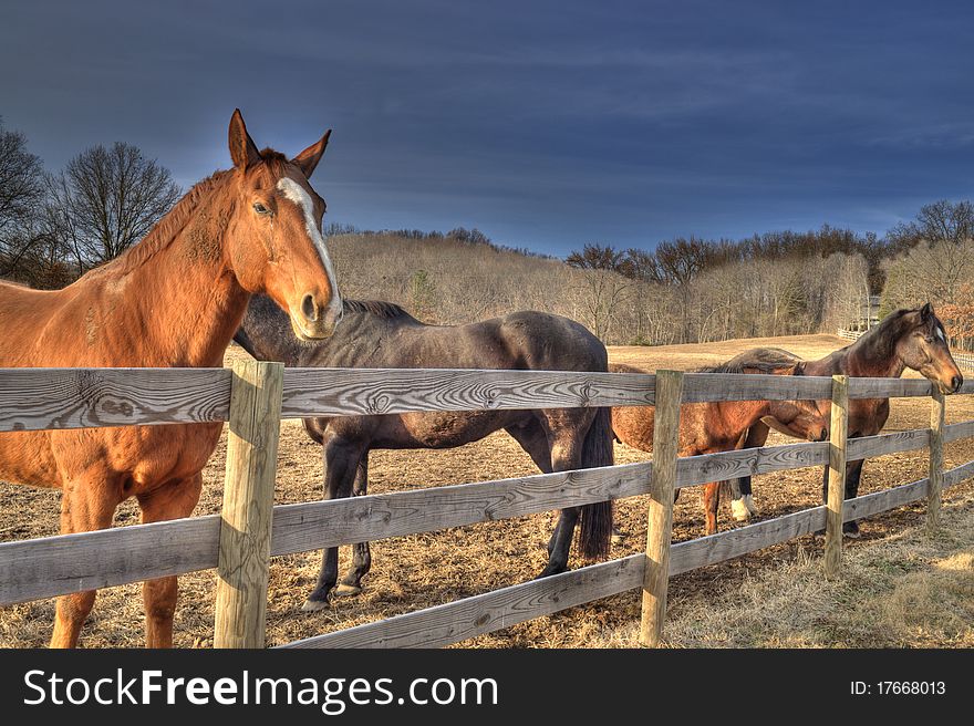 Group of Horses fenced in at a rural pasture. Group of Horses fenced in at a rural pasture