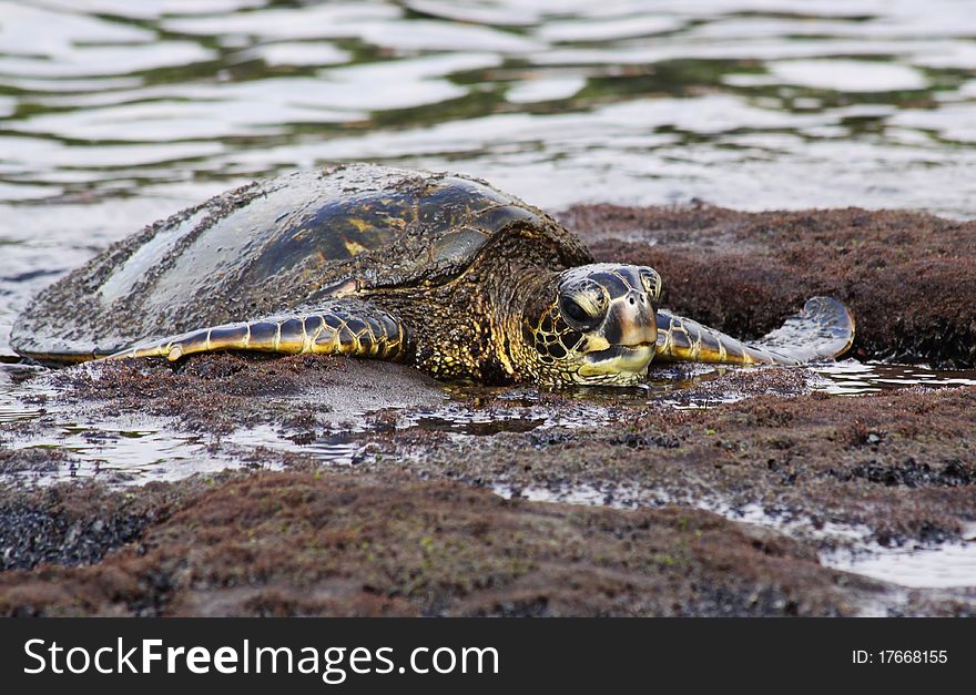 Green turtle (Chelonia mydas) near Kona (Big Island, Hawaii). Green turtle (Chelonia mydas) near Kona (Big Island, Hawaii)