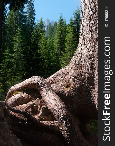 Roots of a fir tree on the banks of Lake Carezza with the Rosengarden in the background