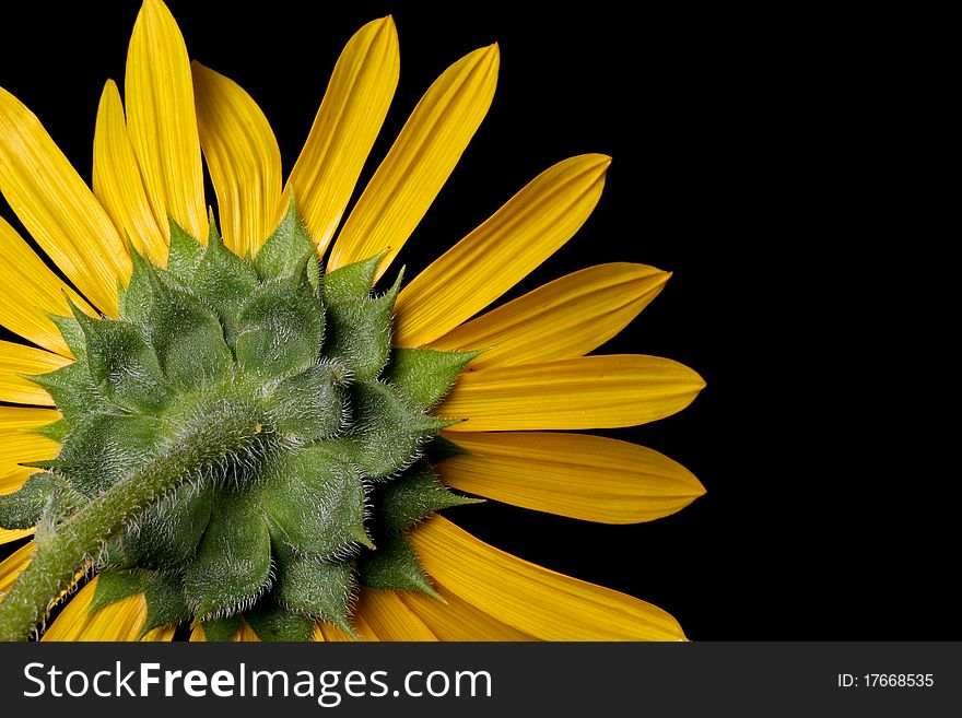 Close up of a wild sunflower - shot with black background