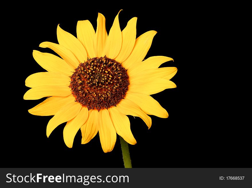 Close up of a wild sunflower - shot with black background