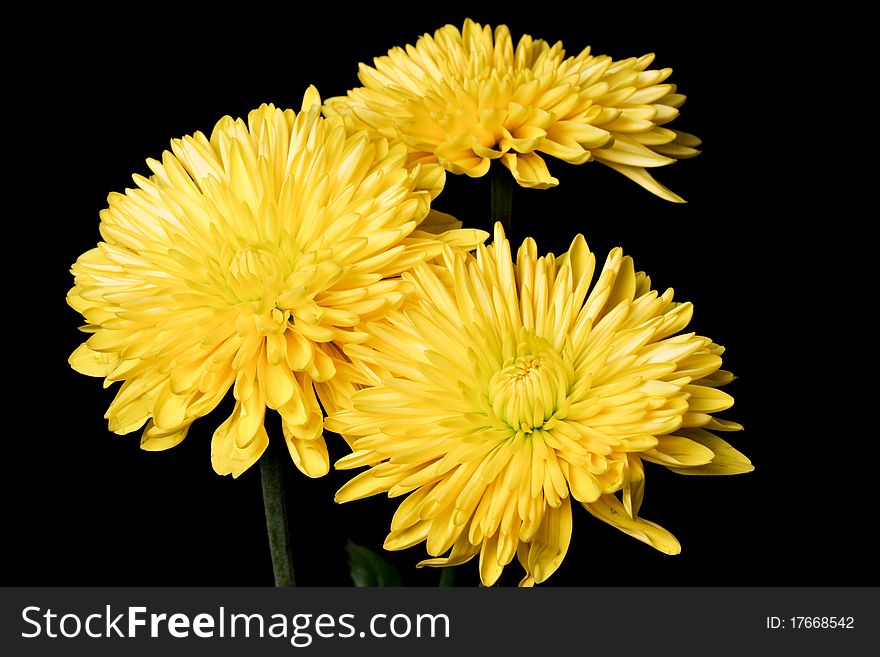 CLose up of yellow spider mum against a black background