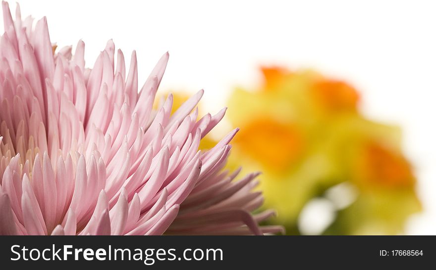 Close-up of blooming pink spider mum flower