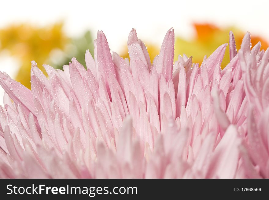 Close-up of blooming pink spider mum flower