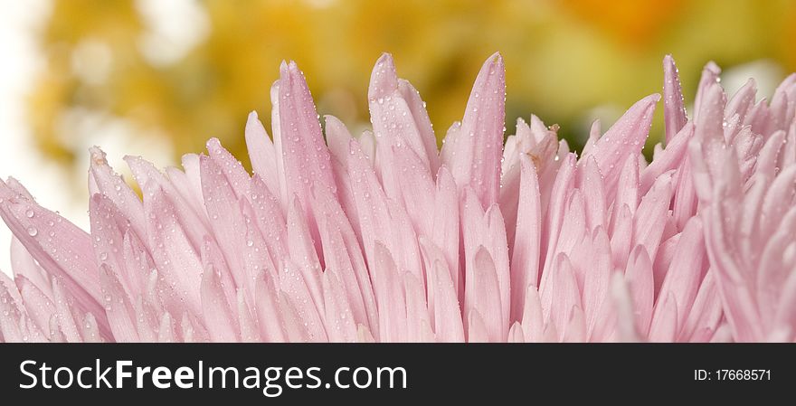 Close-up of blooming pink spider mum flower