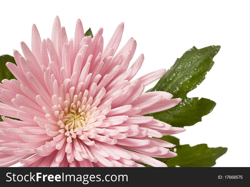 Close-up of blooming pink spider mum flower