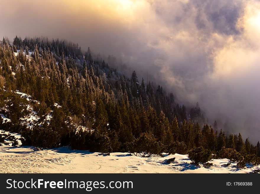 Snow-covered forest on mountain. Snow-covered forest on mountain