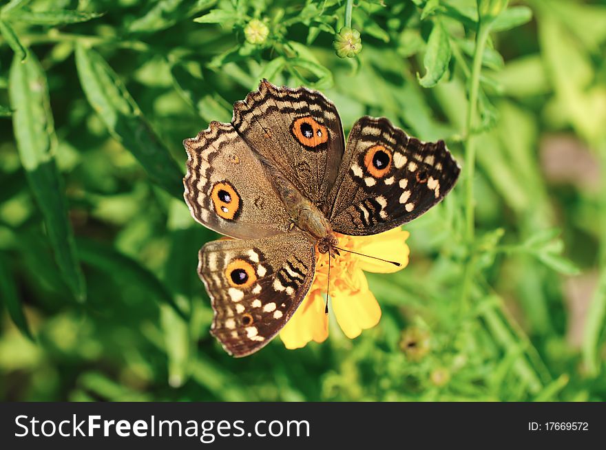 Butterfly Swarm Yellow Flower