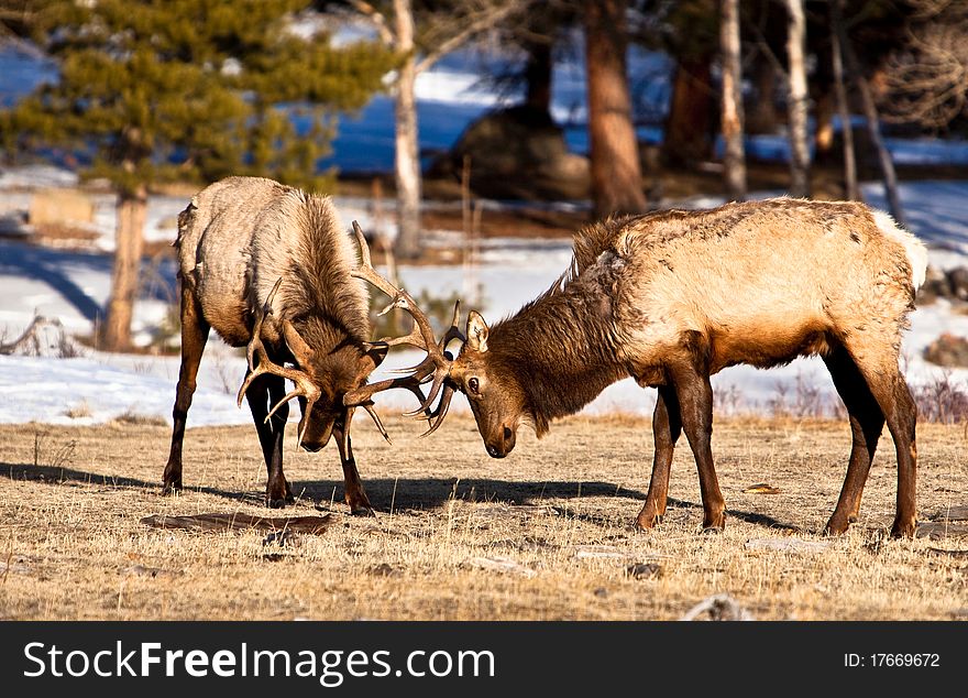 Two elk matching antlers in winter meadow. Two elk matching antlers in winter meadow