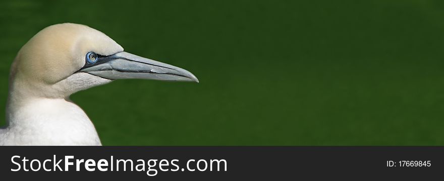 Portrait of a Gannet with space for text. Portrait of a Gannet with space for text