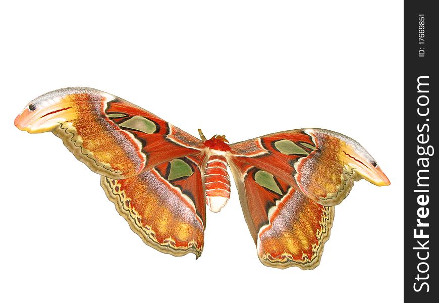 Atlas moth, isolated on white background