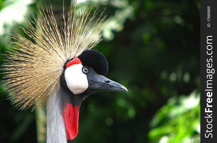 Close-up view of a Black Crowned Crane