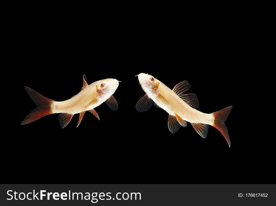Albino Red-fin Shark Fresh Water Fish
