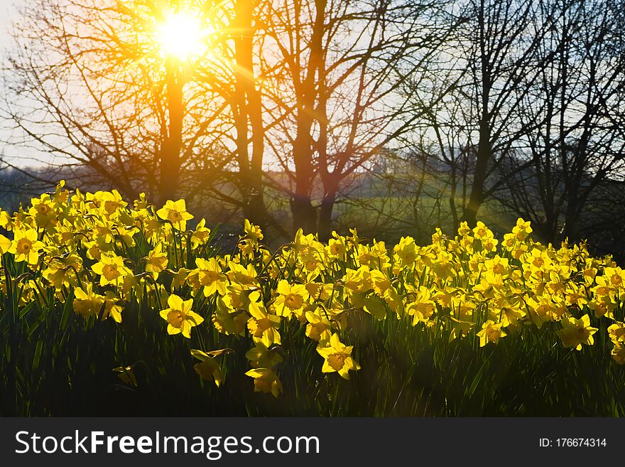 View Of Daffodils In A Field With Bright Rays Of Yellow Sunlight Shining Through The Trees