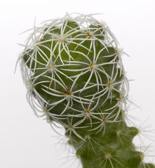 Cactus Closeup Stock Image Cactus Closeup Stock Image