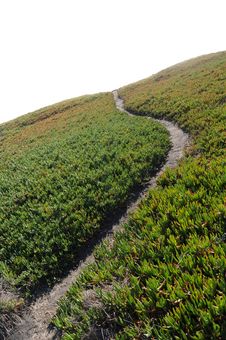 Ice Plant Field With Dirt Path Royalty Free Stock Photography