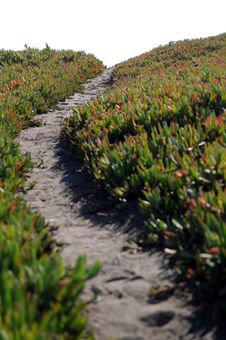 Ice Plant Field With Dirt Pathway Stock Photos
