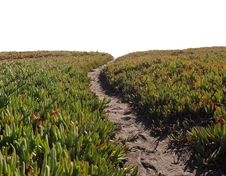 Ice Plant Field With Dirt Pathway Stock Image