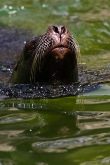 Sea Lion Royalty Free Stock Photos Sea Lion Royalty Free Stock Photos