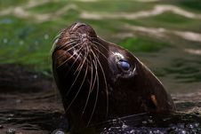 Sea Lion Stock Image Sea Lion Stock Image