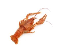 Crayfish On White Stock Photos